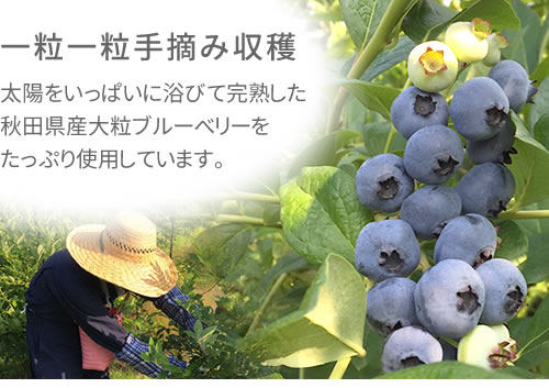 ひとつひとつ手摘みで収穫、秋田県産大粒ブルーベリー